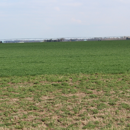 Campo CSP