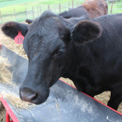 Cow at trough