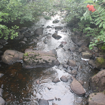 Stream with rocks