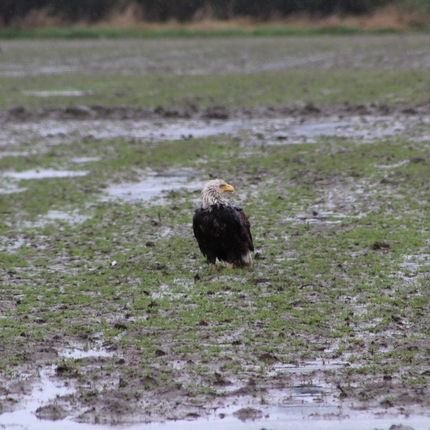 Bald eagle in flooded field