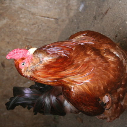 Americana chicken