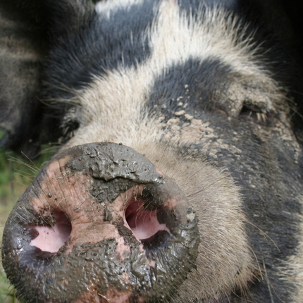 Hog close up to nose