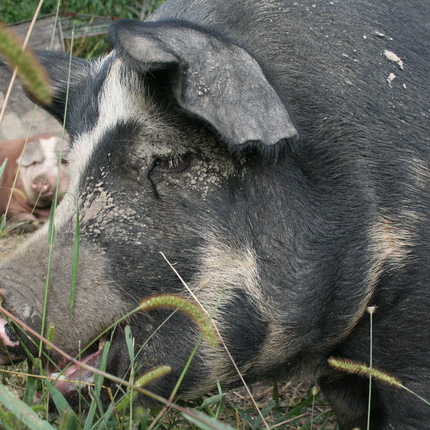 Hog