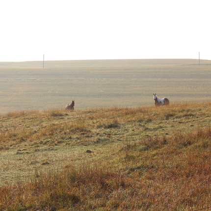 Horses in pasture