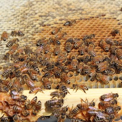 Bees on honeycomb