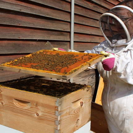 Woman in bee suit lifting tray of bees out of bee box