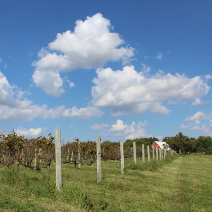 Farm with grape vines and barn