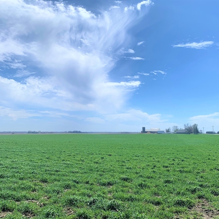 A farm field with cover crops and blue sky above.