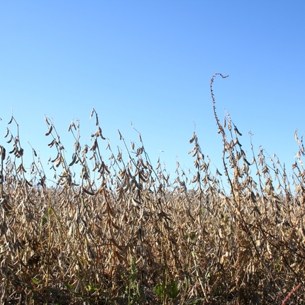 Soybeans ready for harvest