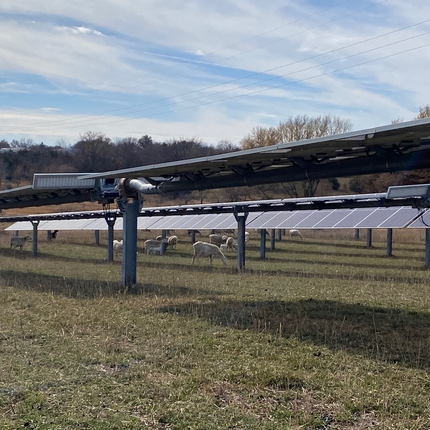 Animals grazing in a field with solar panels