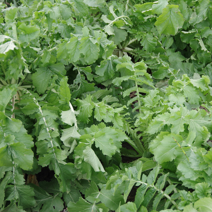 cover crops