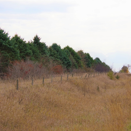 field 