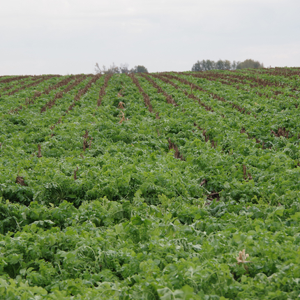 Cover crop field 