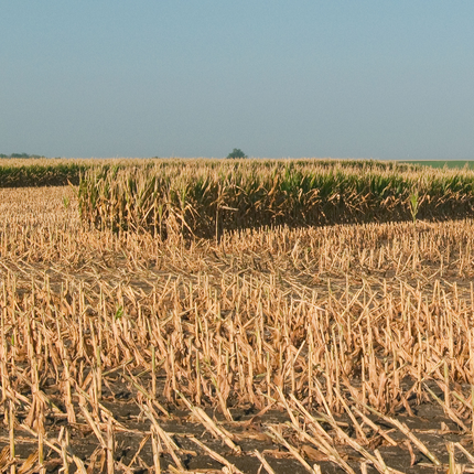 A corn field with a strip of unharvested, drought-damaged corn left for yield verification for crop insurance.