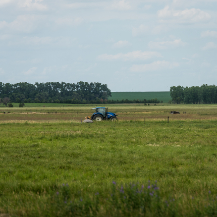 Blue tractor in a green crop field.
