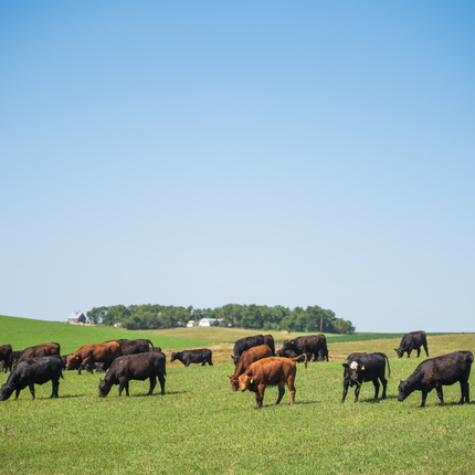 Cows in pasture