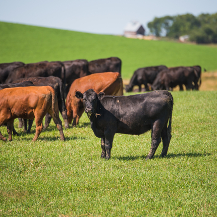 black and brown cattle