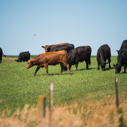 Vacas en pasto
