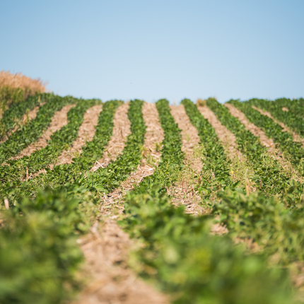Soybean field