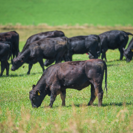 cows in a green field, grazing