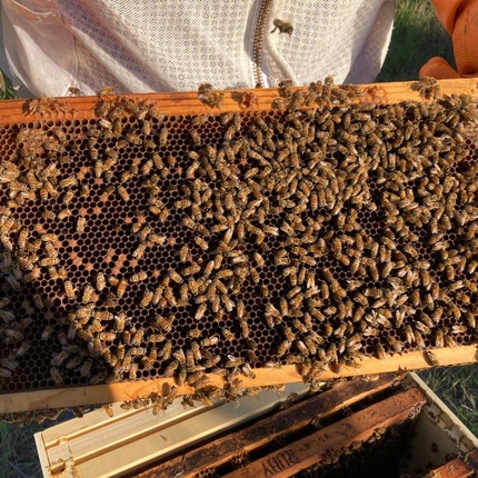 bees on honey panel