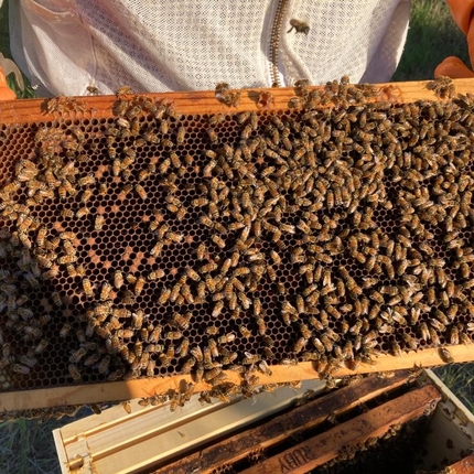 Frame from a beehive with bees crawling on it