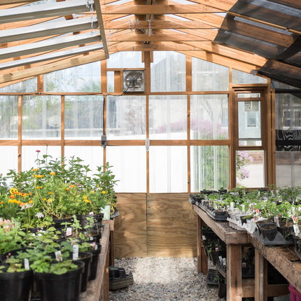 Invernadero con plantas