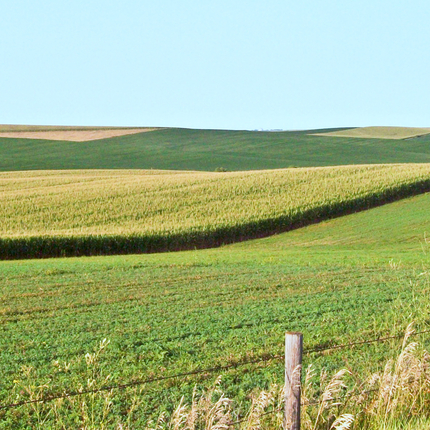 Fields with multiple crops