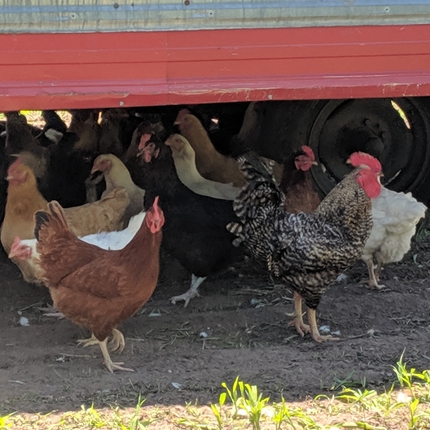 Group of chickens