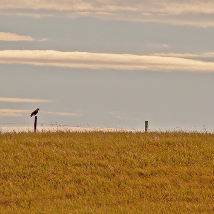 Crow on fence post