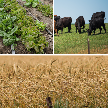 photo collage featuring crops, livestock
