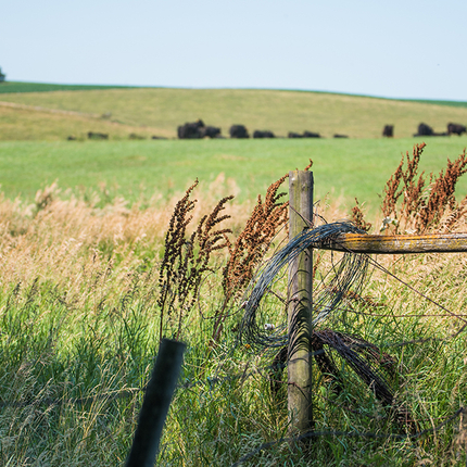 Pasture fence