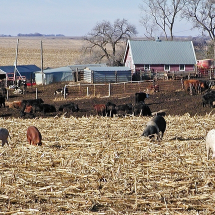 hogs in pasture