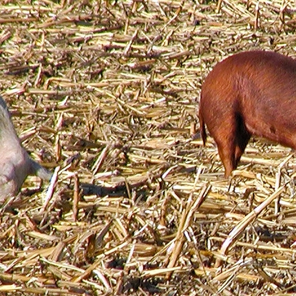hogs in field