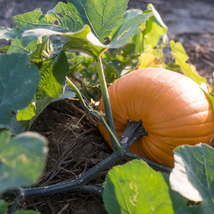 Pumpkin on a vine