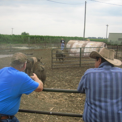 Dos hombres de espaldas a la cámara, apoyados en una valla, observan a los cerdos en un corral al aire libre.