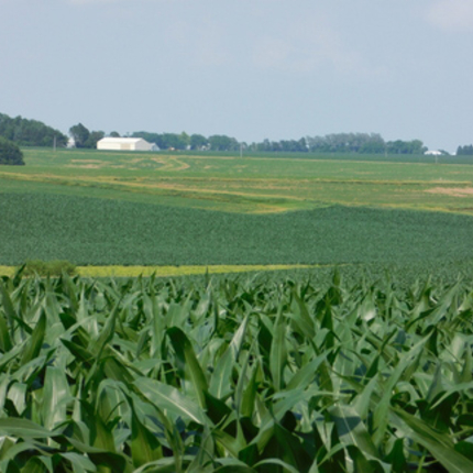 Corn field