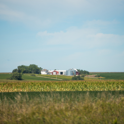 Campo de maíz y lugar de cultivo