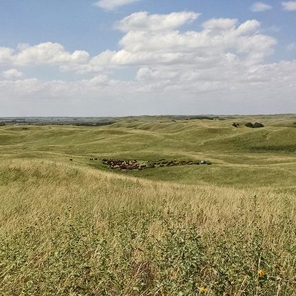 A group of cows in the middle of a grassy pasture in the Nebraska sandhills