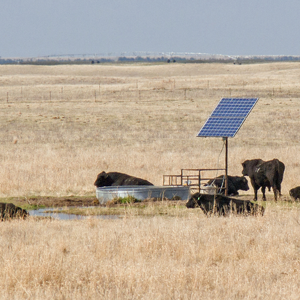 Cows and solar panel