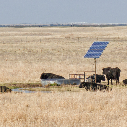 Vacas y panel solar