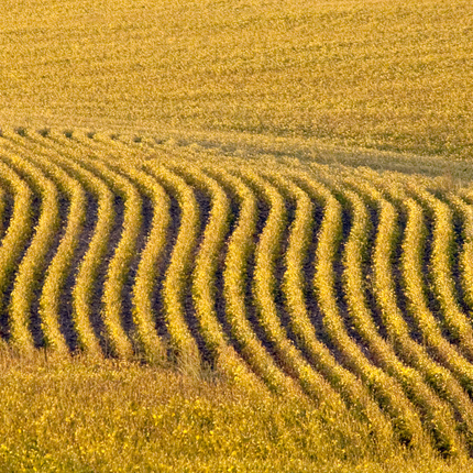 Soybean field