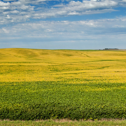 Soybeans in late summer
