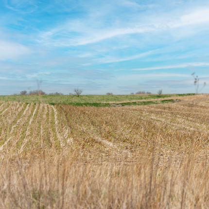 cover crops, no till