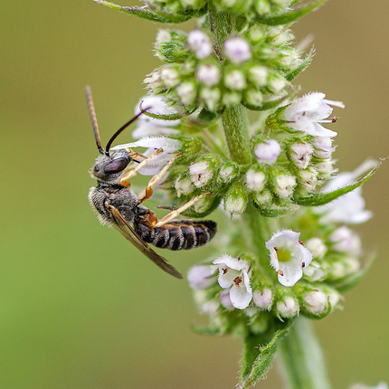 Abeja sudorosa sobre hierba gatera