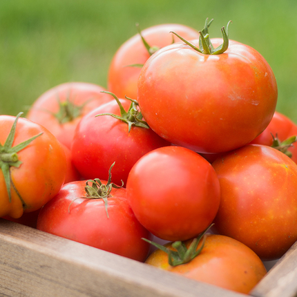 Tomatoes in a box