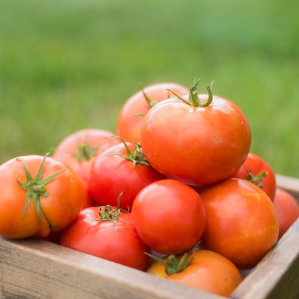 tomatoes