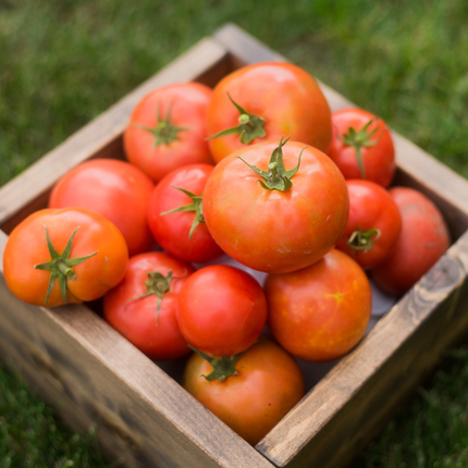 tomates 
