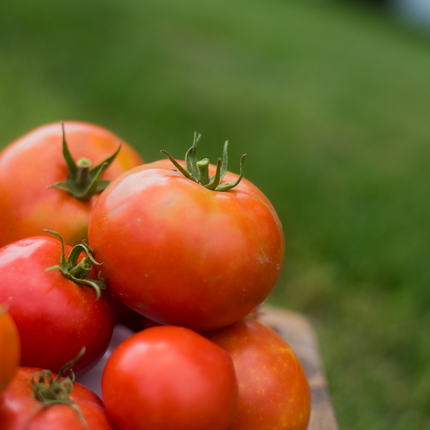 tomatoes