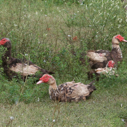 Ugly ducks